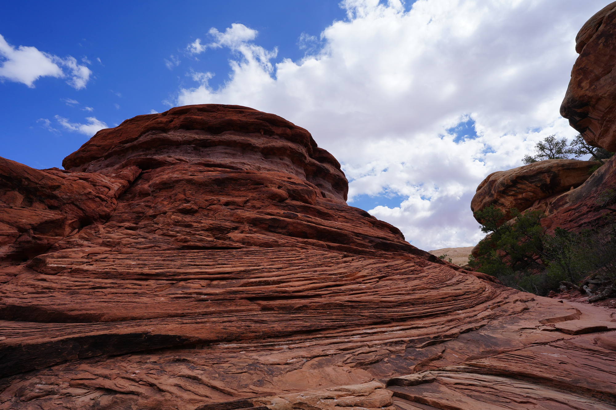 Desert floor — Canyonlands NP, Needles District